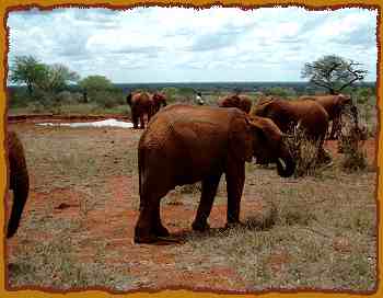 Elefanten Waisen von Daphne Sheldrick