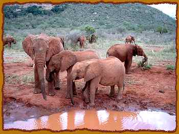 große Elefanten Waisen, Tsavo Ost National Park