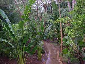 tropischer Urwald im Boko Boko