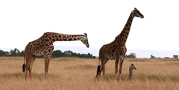 Masai Giraffen, Giraffa camelopardalis, Masai Mara