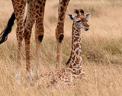 Masai Giraffen, Giraffa camelopardalis, Masai Mara