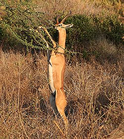 litocranius wallri ,Giraffenhals Antilope, männlich