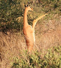 litocranius wallri ,Giraffenhals Antilope, weiblich