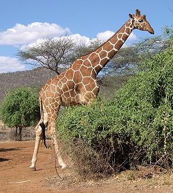 giraffa camelopardis reticulata, Netzgiraffe
