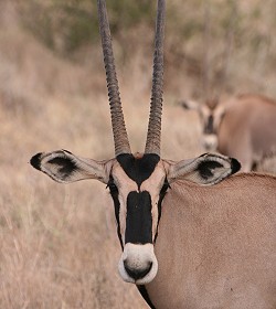 Beisa Oryx oder Beisa Spießbock (Oryx beisa beisa) 