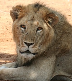 panthera leo, Samburu Löwe