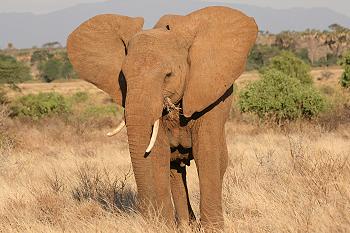 loxodonta africana, Elefant
