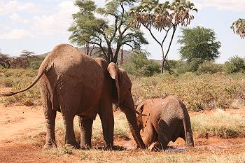 loxodonta africana, Elefanten