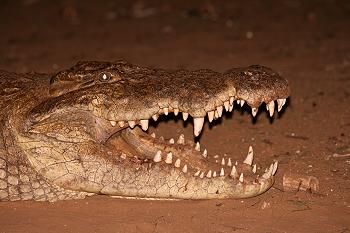 crocodylus niloticus, Nilkrokodil