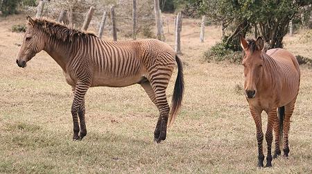 Zebroiden, Kenya