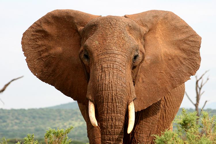 Elefant im Samburu Reservat