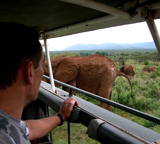 Elefant im Samburu Reservat