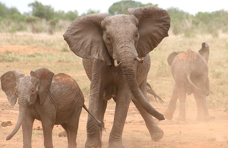 Elefanten am Buchuma Wasserloch im Tsavo Ost National Park