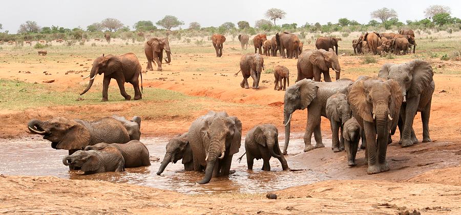 Elefanten am Buchuma Wasserloch im Tsavo Ost National Park