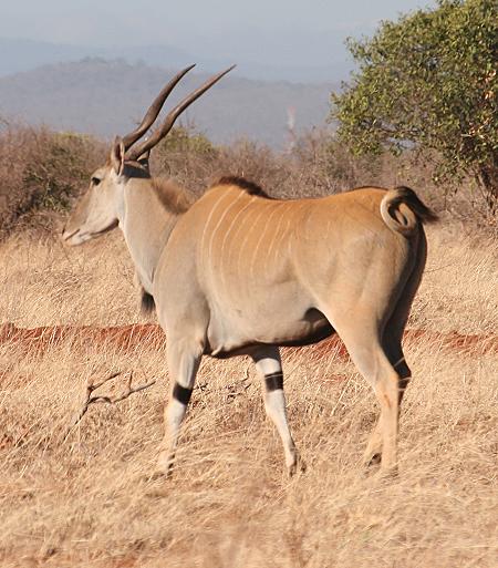 Elen Antilope im Tsavo Ost National Park