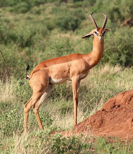 Gerenuk, Samburu Resservat