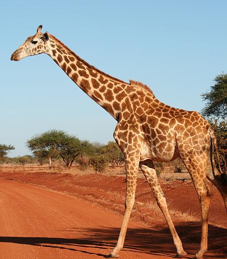 Masai Giraffe im Tsavo Ost