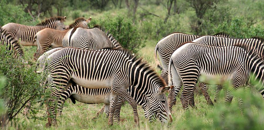 Grevyzebras, Samburu Reservat