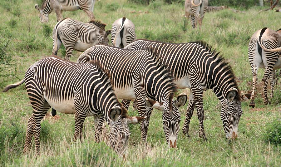 Grevyzebras, Samburu Reservat