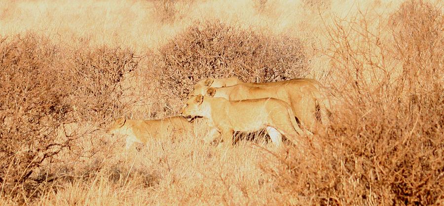 Löwen im Tsavo Ost National Park