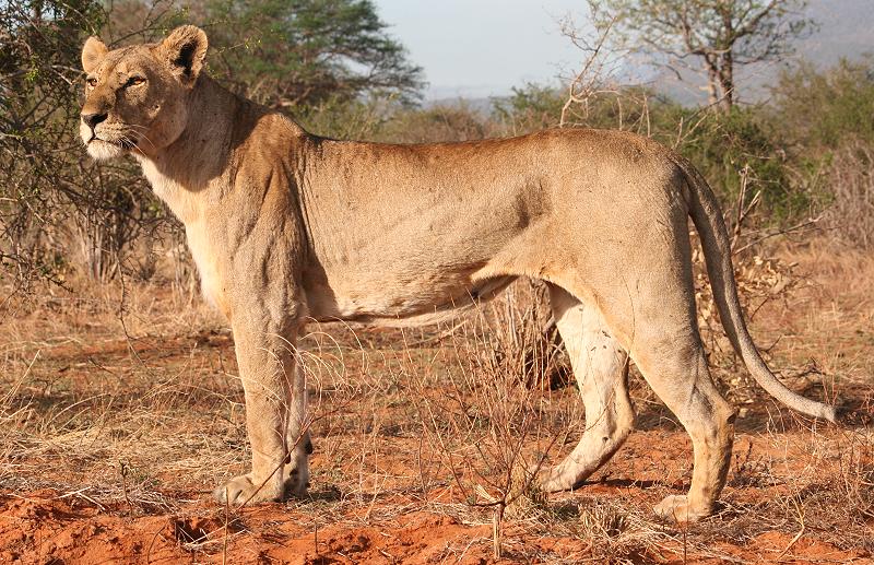 Löwe im Tsavo National Park