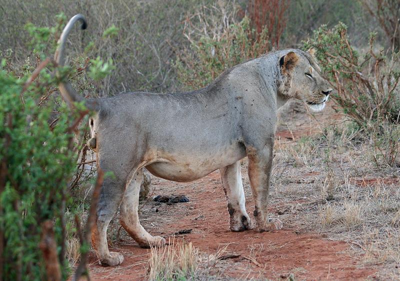 Löwen Männchen im Tsavo Ost