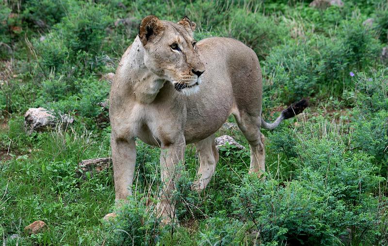 Löwe im Samburu Reservat