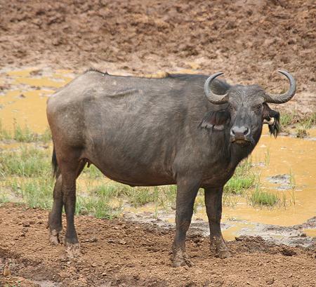 Kaffernbüffel am Mt. Kenya