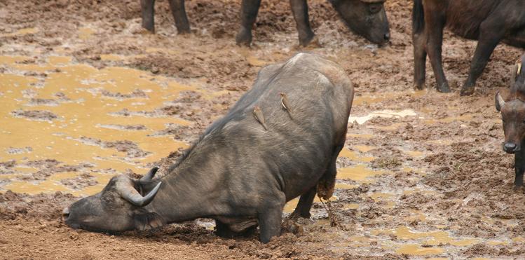 Kaffernbüffel, Mount Kenya