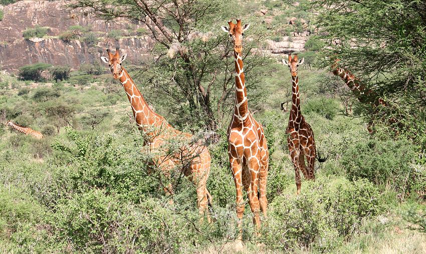 Netzgiraffen im Samburu Rerservat