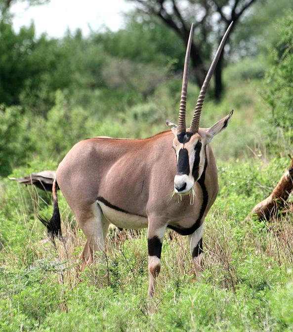 Oryx Antilope im Samburu Reservat