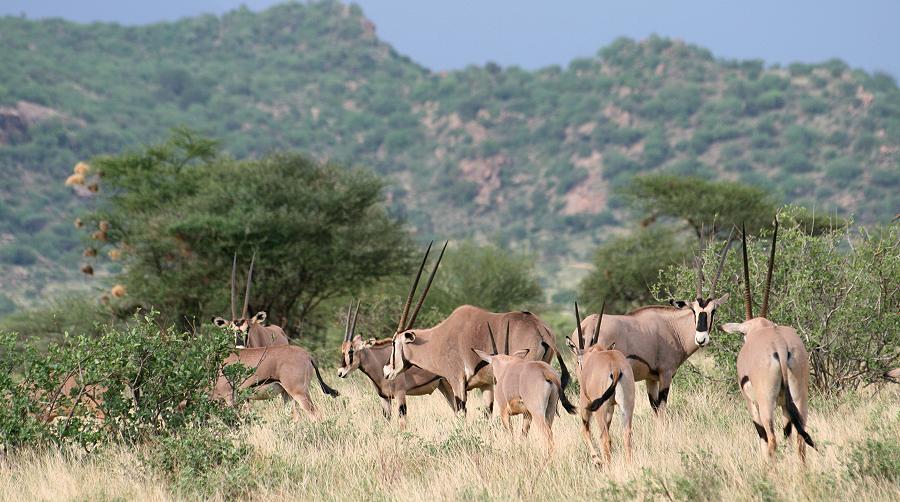 Oryx Antilope im Samburu Reservat