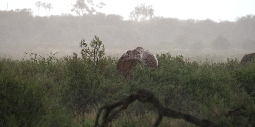 Elefant im Regen, Samburu Reservat