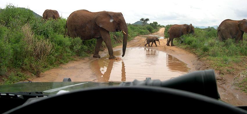 Elefanten im Samburu Reservat