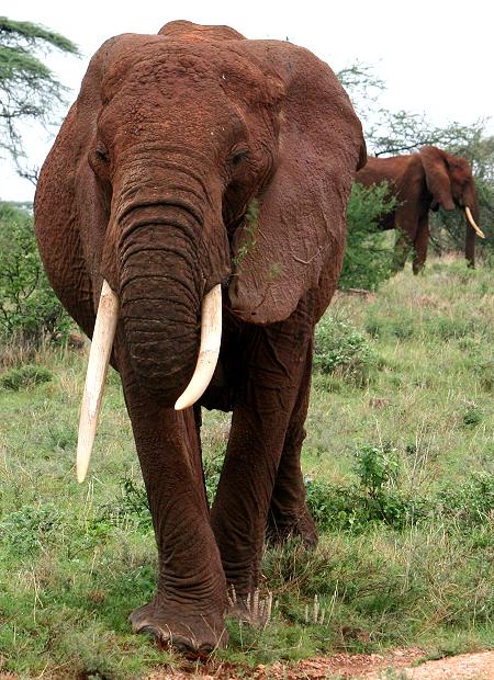 Elefant, Samburu Reservat