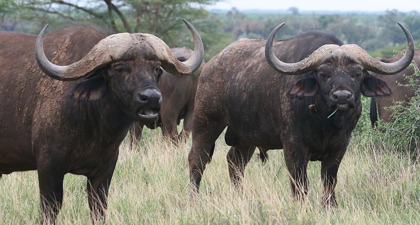 Kaffernbüffel, Samburu Reservat