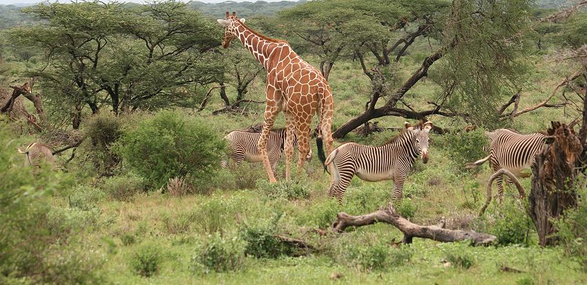 Großwild, Samburu