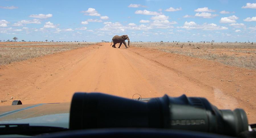 Elefant im Tsavo Ost National Park