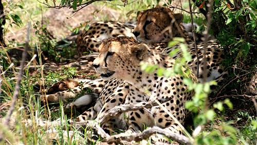 Gepard, Acinonyx jubatus, cheetah Masai Mara