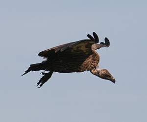 Geier Masai Mara