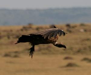 Geier Masai Mara