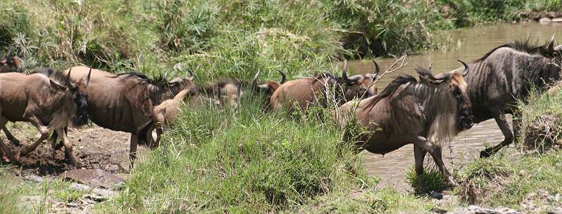 Hyänen Masai Mara