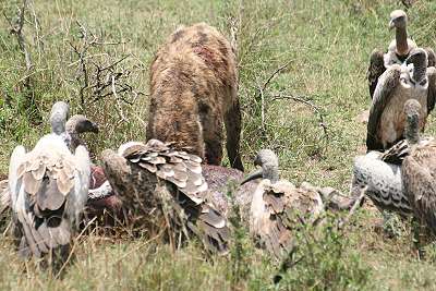 Hyänen Masai Mara