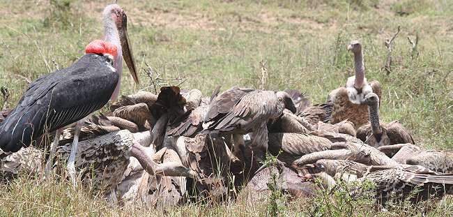 Hyänen Masai Mara