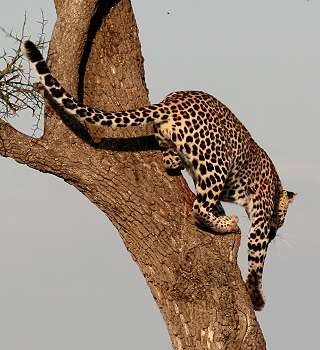 Leopard, Panthera pardus