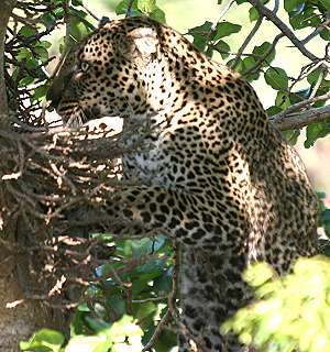 Leopard, Masai Mara