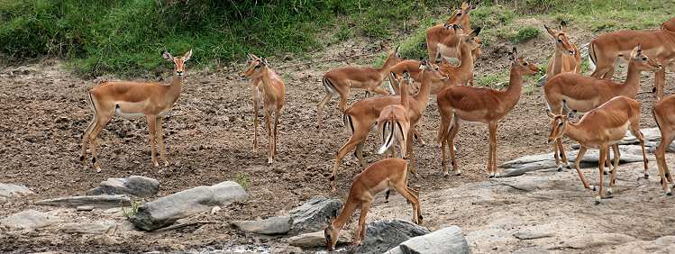 Impalas Masai Mara