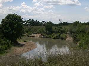 Mara Bush Camp