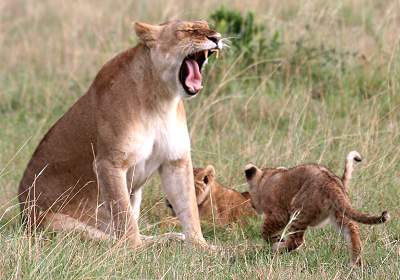 Löwen Masai Mara