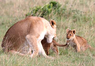 Löwen Masai Mara